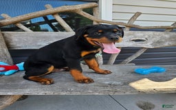 Rottweiler dogs for sale: Champ - Image 3