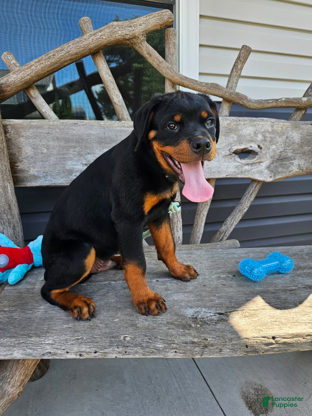 Rottweiler dogs for sale: Champ - Image 3