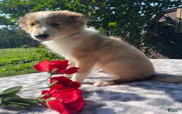 Shetland Sheepdog dogs for sale: Travis - Image 4