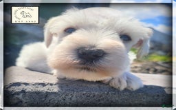 Miniature Schnauzer dogs for sale: Herbert - Image 9