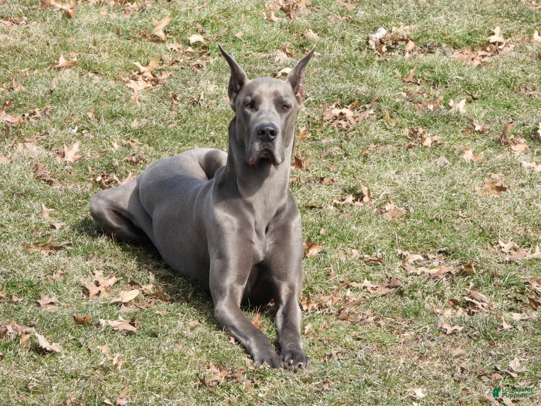 Great Dane dogs for sale: Sky - Image 31