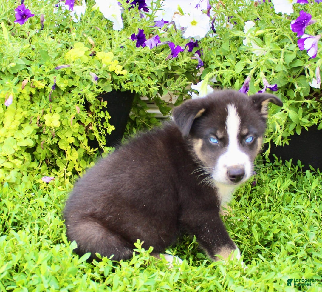 Australian Shepherd dogs for sale: Ranger - Image 2