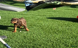 Doberman Pinscher dogs for sale: Luna - Image 3