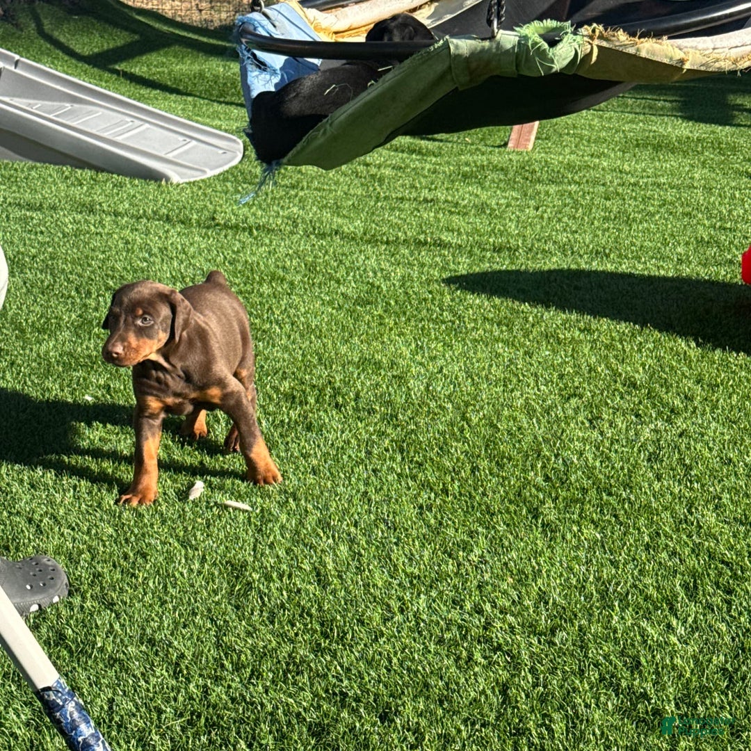 Doberman Pinscher dogs for sale: Luna - Image 3