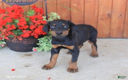 Doberman Pinscher dogs for sale: Duke - Image 5