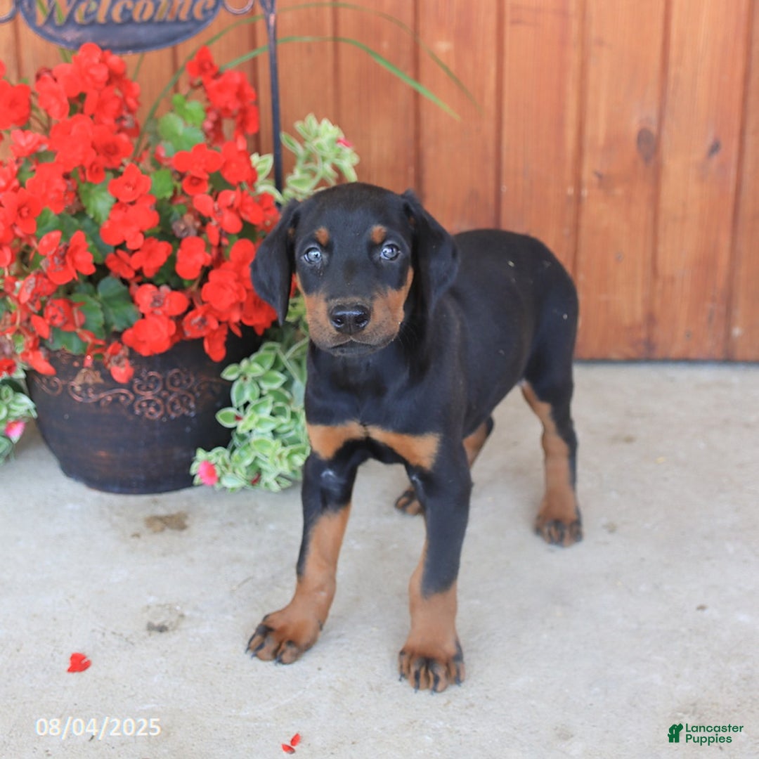 Doberman Pinscher dogs for sale: Duke - Image 5