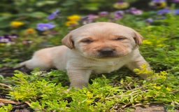 Labrador Retriever dogs for sale: Rainey - Image 9