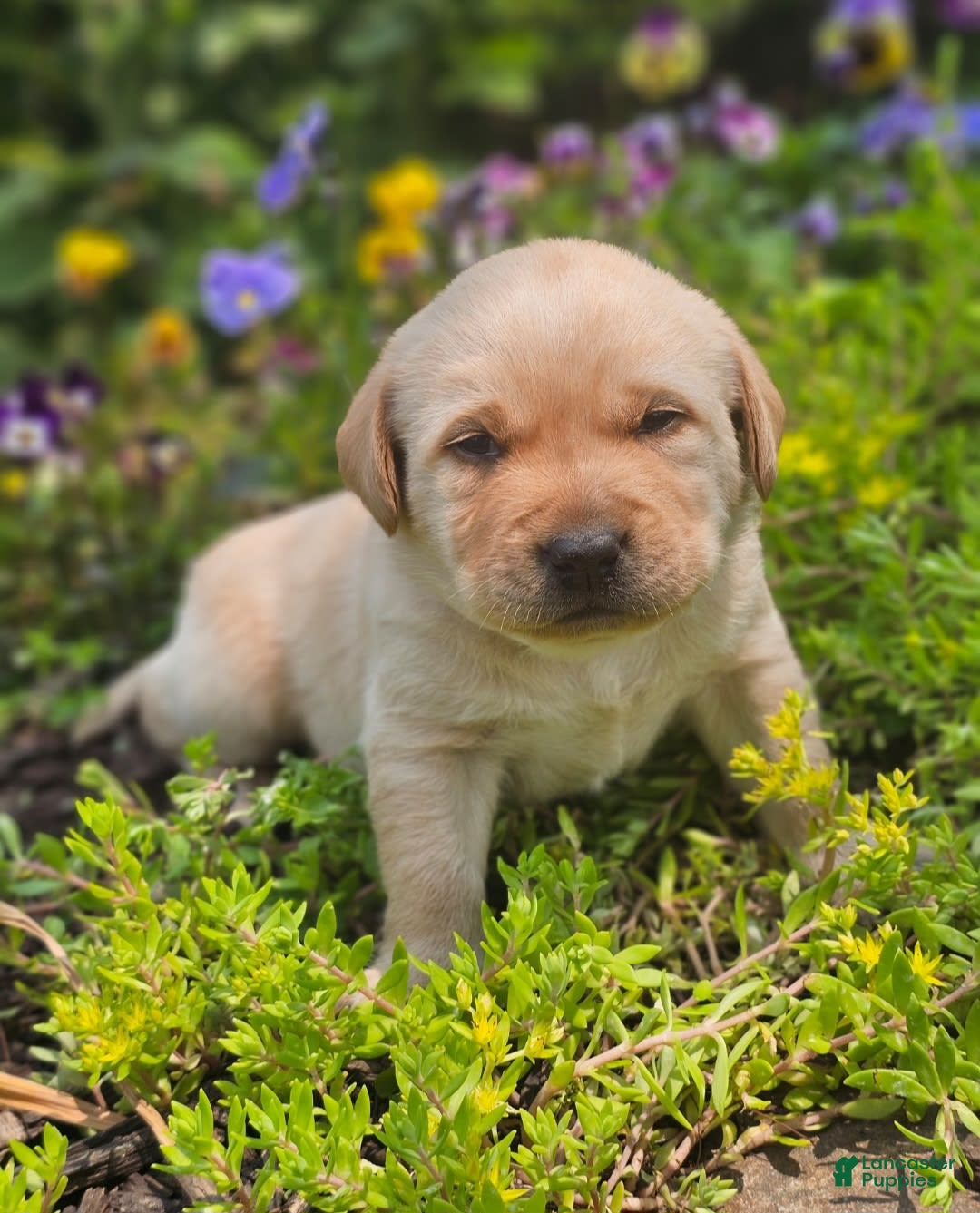 Labrador Retriever dogs for sale: Rainey - Image 9