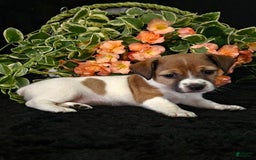 Jack Russell Terrier dogs for sale: Lucy - Image 1