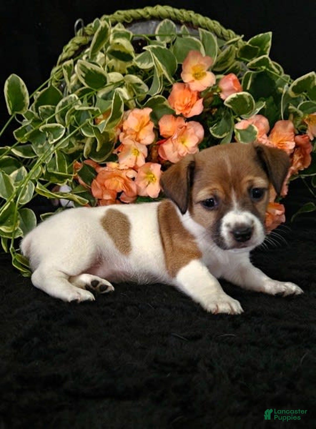 Jack Russell Terrier dogs for sale: Lucy - Image 1