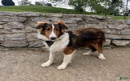 Shetland Sheepdog dogs for sale: Silas - Image 7