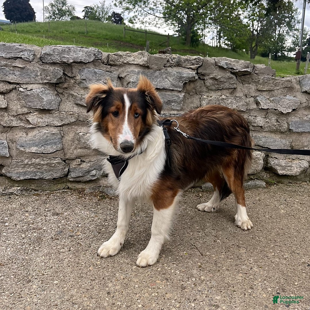 Shetland Sheepdog dogs for sale: Silas - Image 7