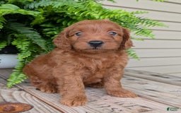 Mini Goldendoodle dogs for sale: Mini-logan - Image 17