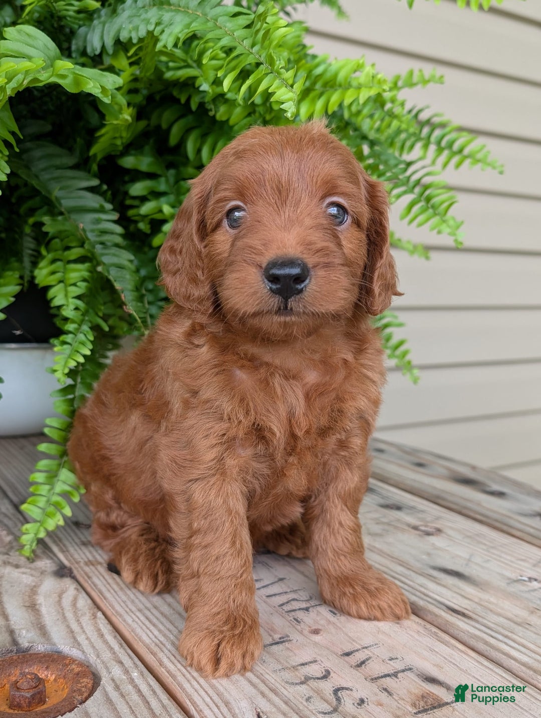 Mini Goldendoodle dogs for sale: Mini-logan - Image 17