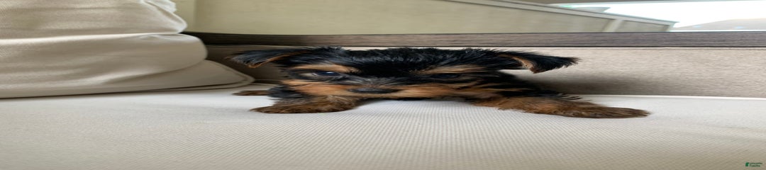 Nala