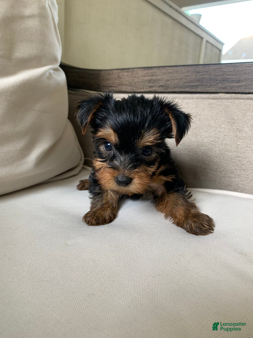 Yorkshire Terrier dogs for sale: Nala - Image 12