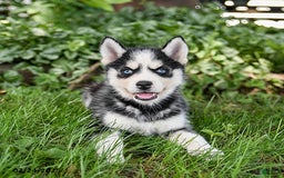 Pomsky dogs for sale: Kisses - Image 2