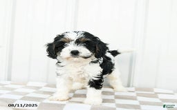 Cavapoo dogs for sale: Vermont - Image 1