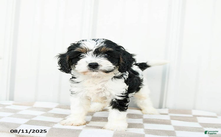 Cavapoo dogs for sale - Ad 5