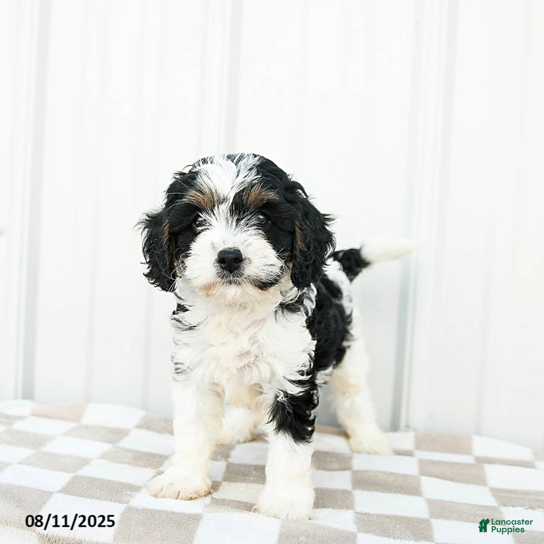 Cavapoo dogs for sale: Vermont - Image 1