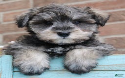 Miniature Schnauzer dogs for sale: Nolan - Image 4