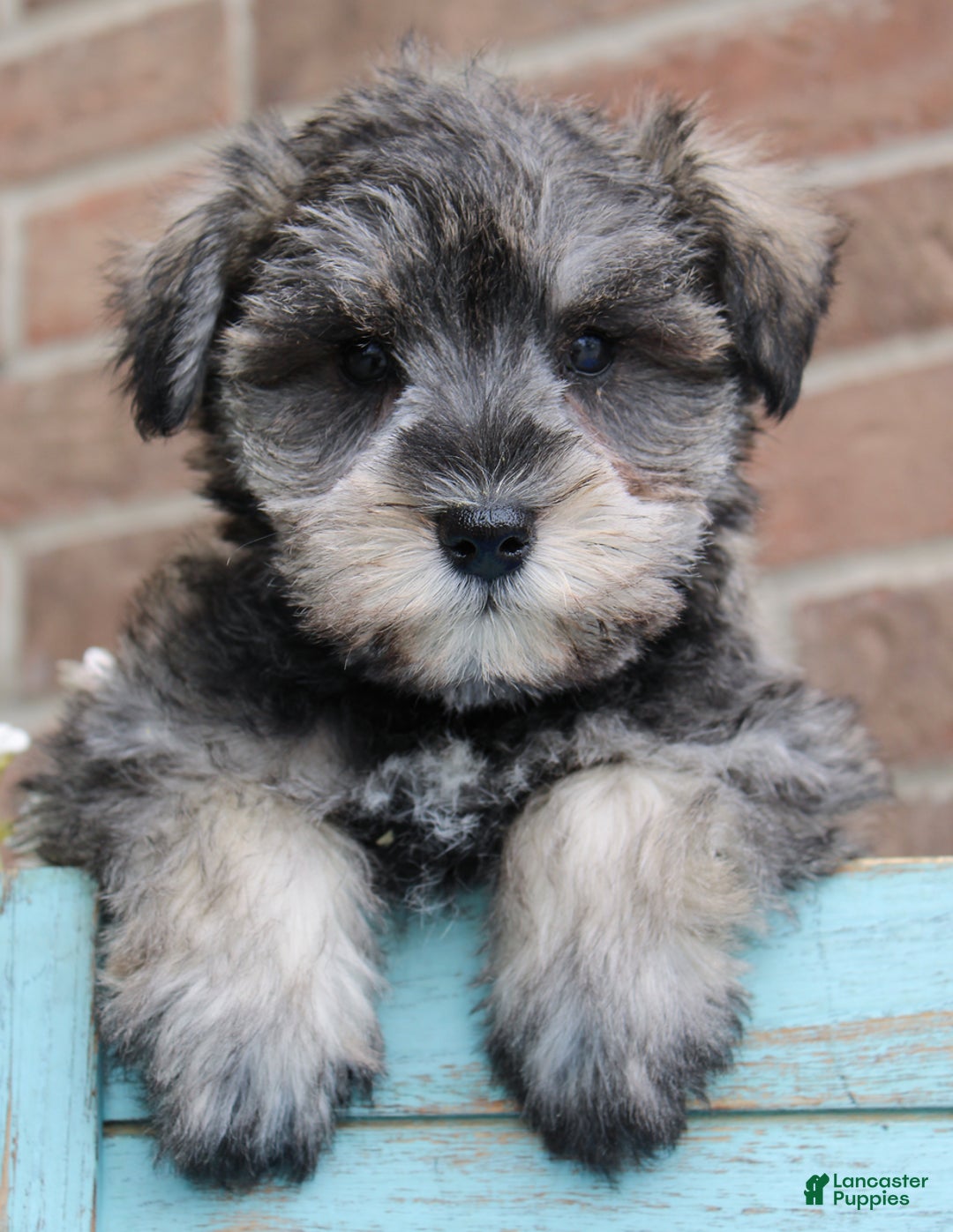 Miniature Schnauzer dogs for sale: Nolan - Image 4