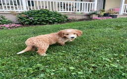 Mini Goldendoodle dogs for sale: Nacho - Image 4