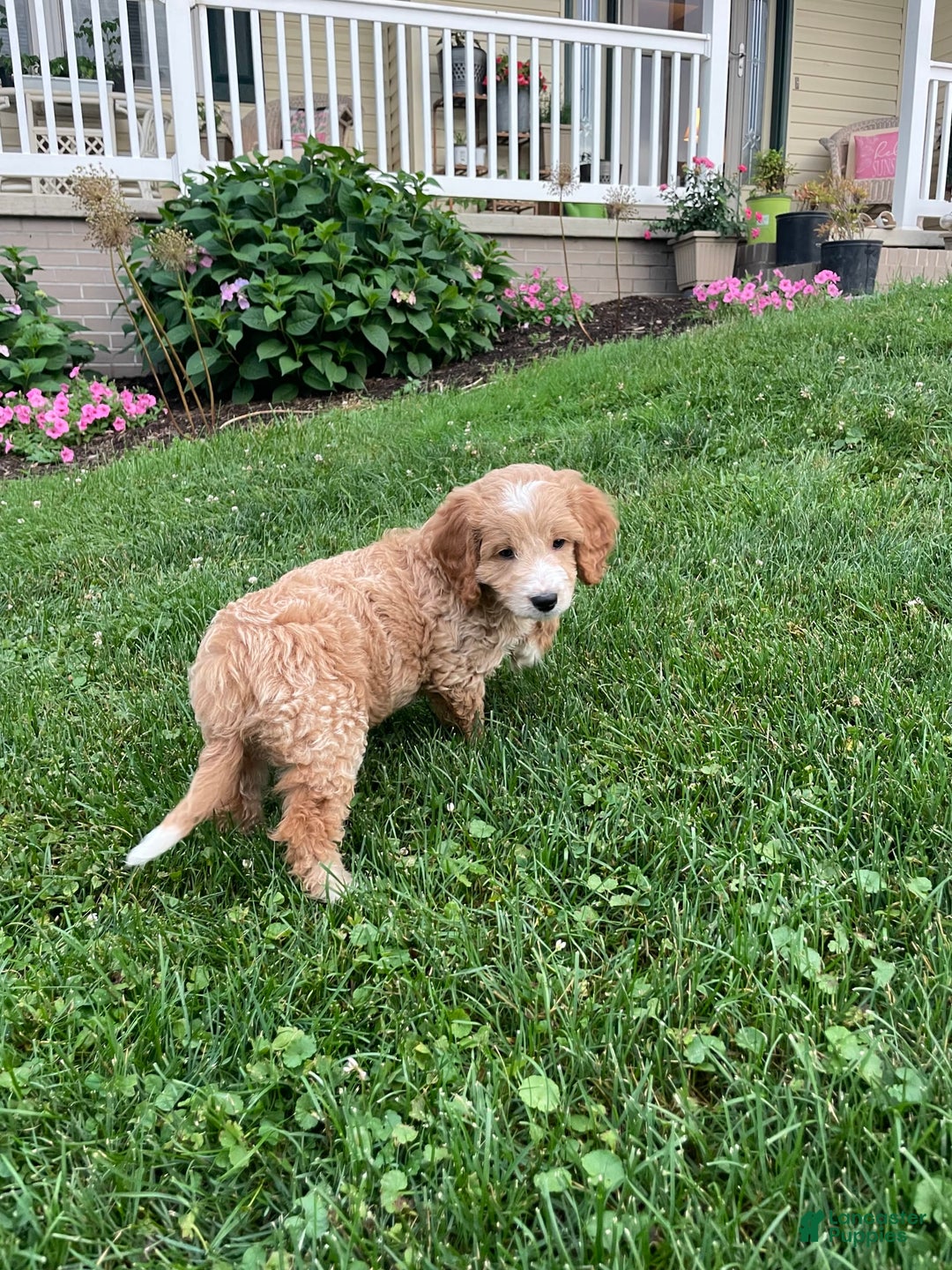 Mini Goldendoodle dogs for sale: Nacho - Image 4