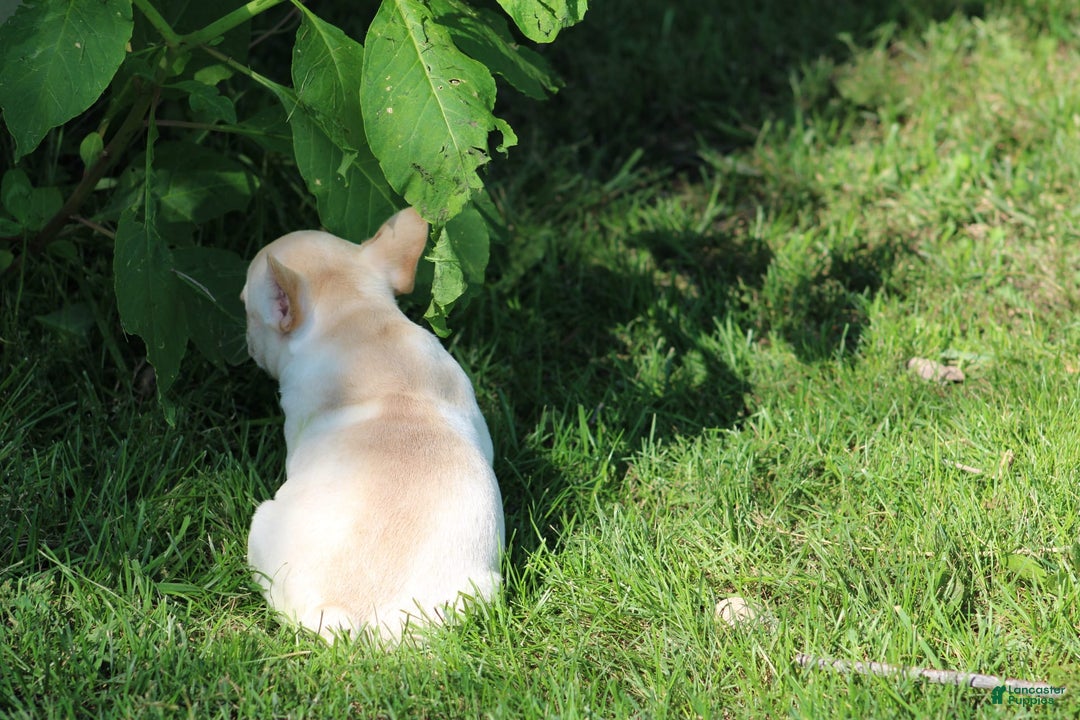 French Bulldog dogs for sale: Melanie - Image 6