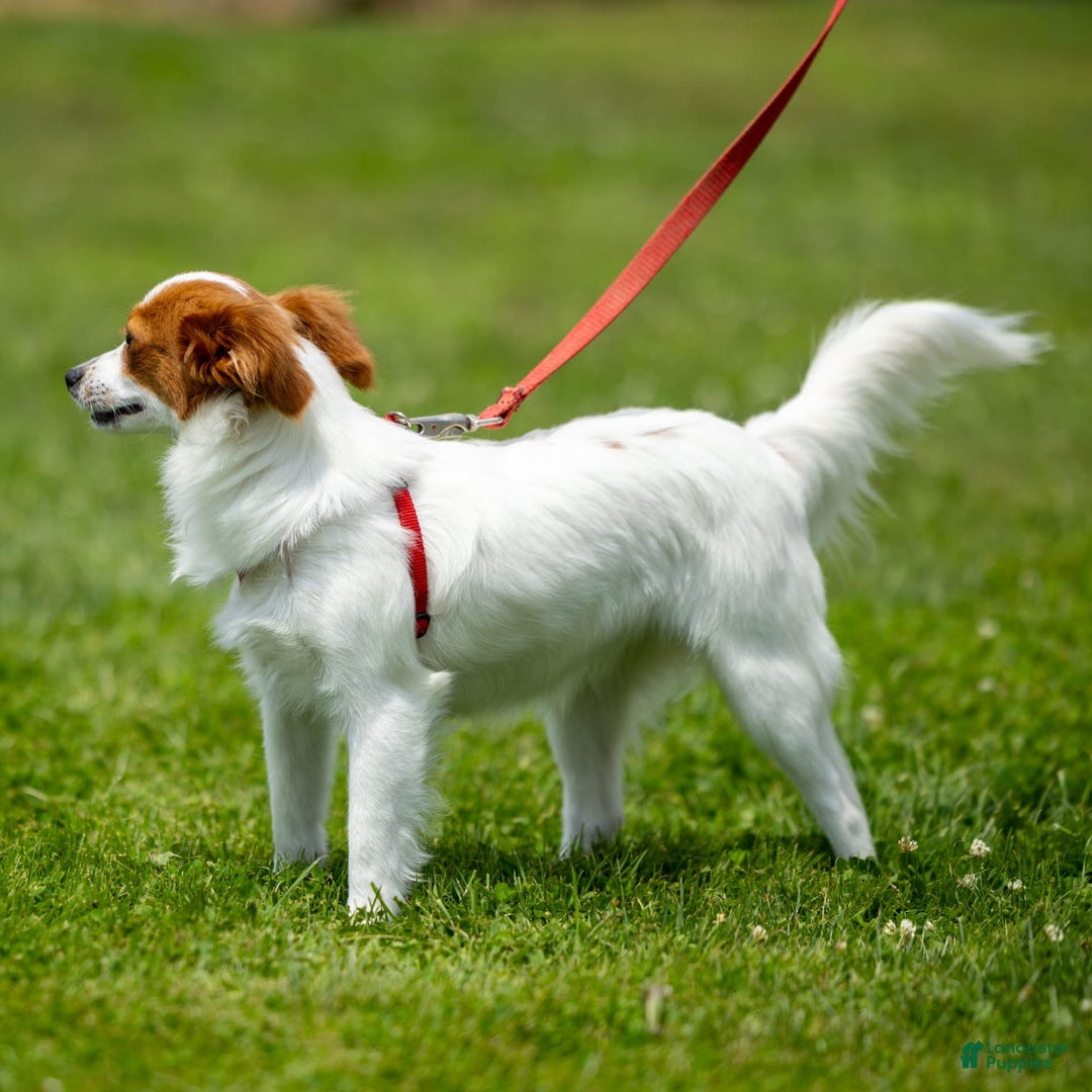 Papillon dogs for sale: Fansie - Image 2
