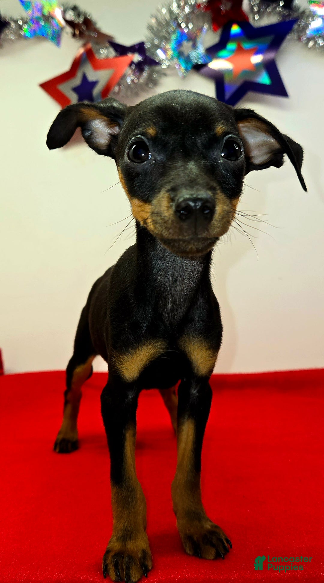 Miniature Pinscher dogs for sale: Otis - Image 1