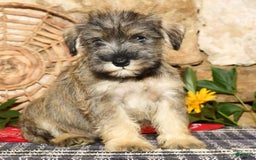 Miniature Schnauzer dogs for sale: Sugar - Image 2