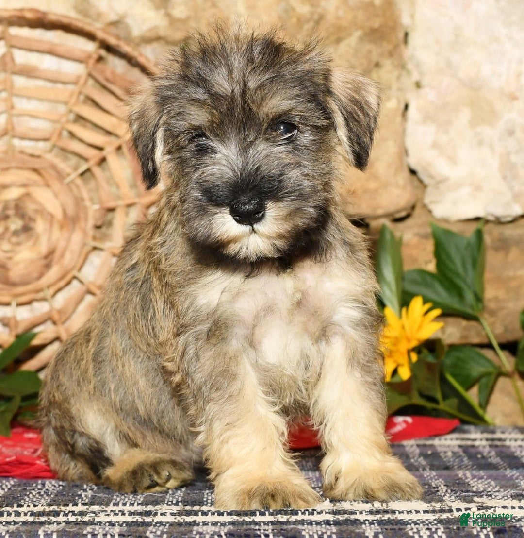 Miniature Schnauzer dogs for sale: Sugar - Image 2