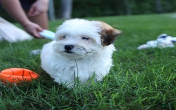Shihpoo dogs for sale: Sophie - Image 9