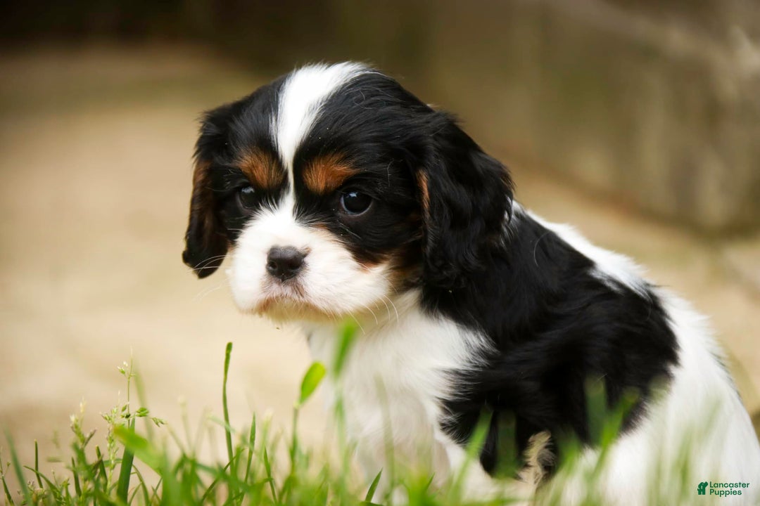 Cavalier King Charles Spaniel dogs for sale: Nero - Image 16
