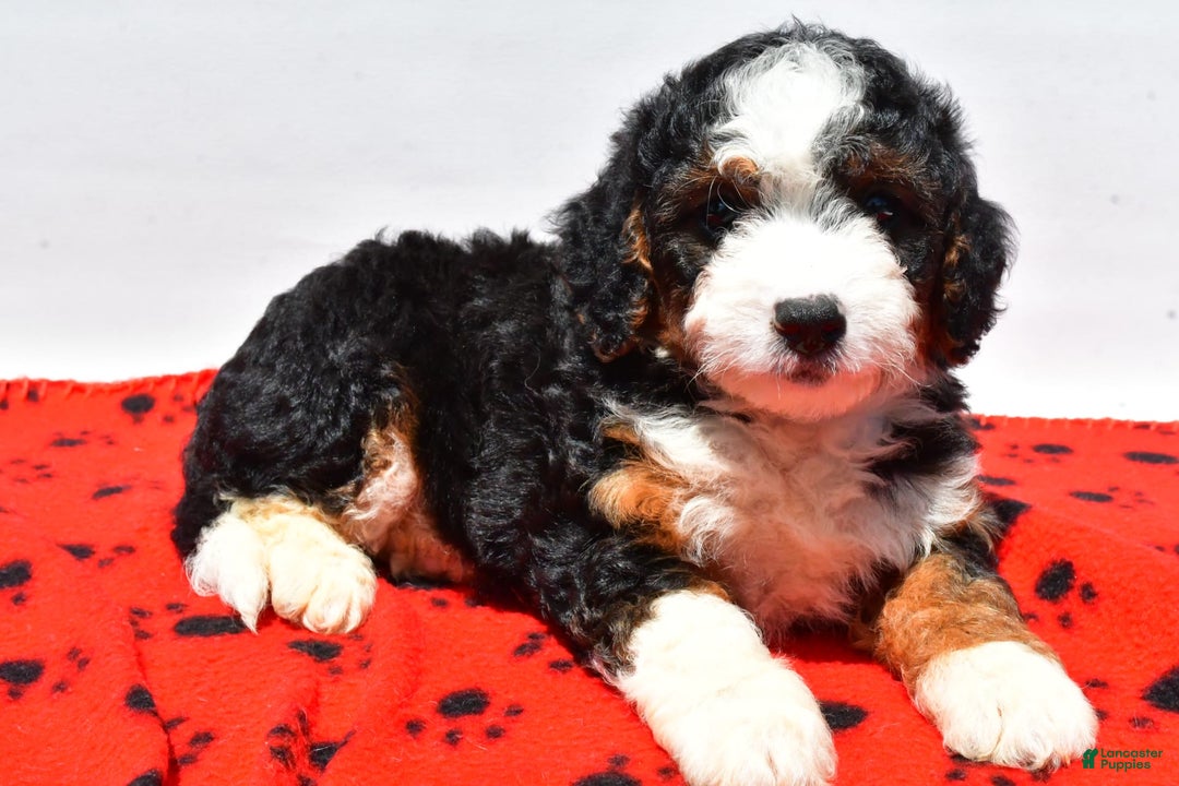 Mini Bernedoodle dogs for sale: River - Image 8