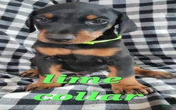 Doberman Pinscher dogs for sale: Limey Liam - Image 1