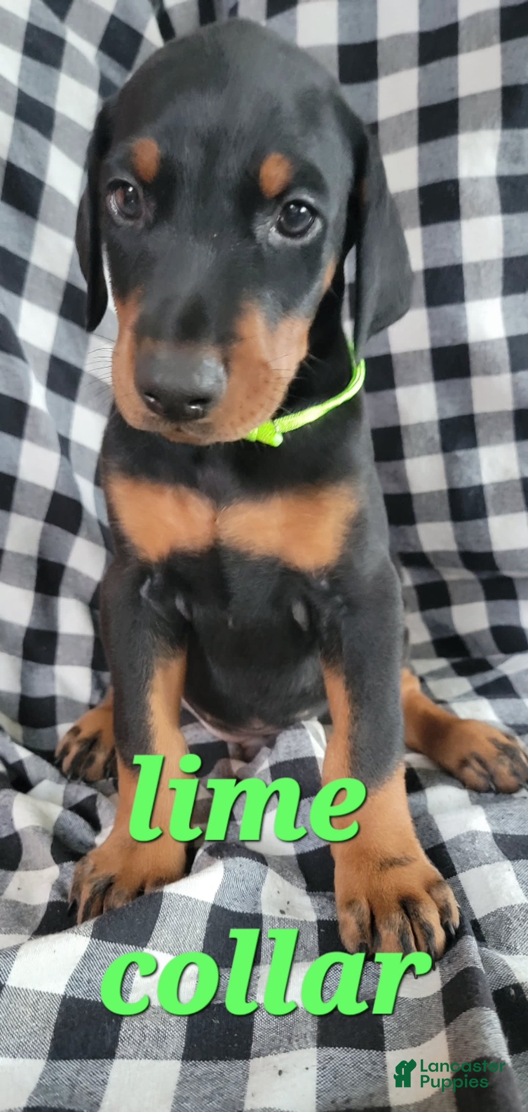 Doberman Pinscher dogs for sale: Limey Liam - Image 1