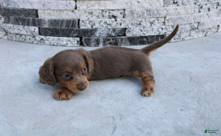Miniature Dachshund dogs for sale - Ad 4