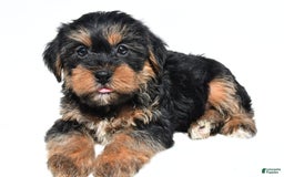 Shorkie dogs for sale: Wyatt - Image 3