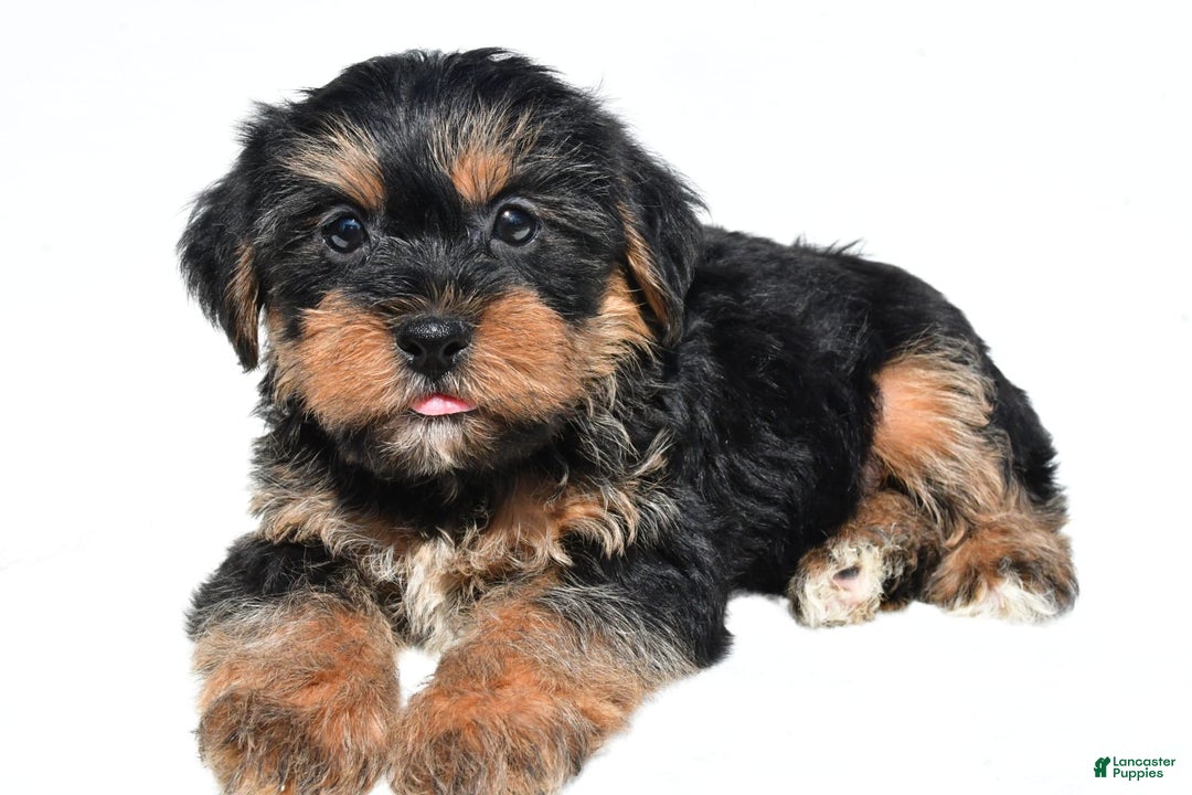 Shorkie dogs for sale: Wyatt - Image 3