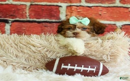Shih Tzu dogs for sale: Rusty - Image 18