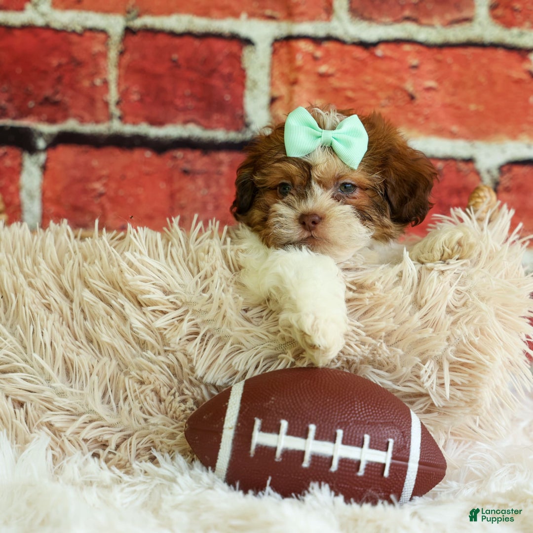 Shih Tzu dogs for sale: Rusty - Image 18