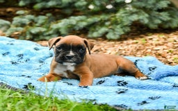 Boxer dogs for sale: Harley - Image 2