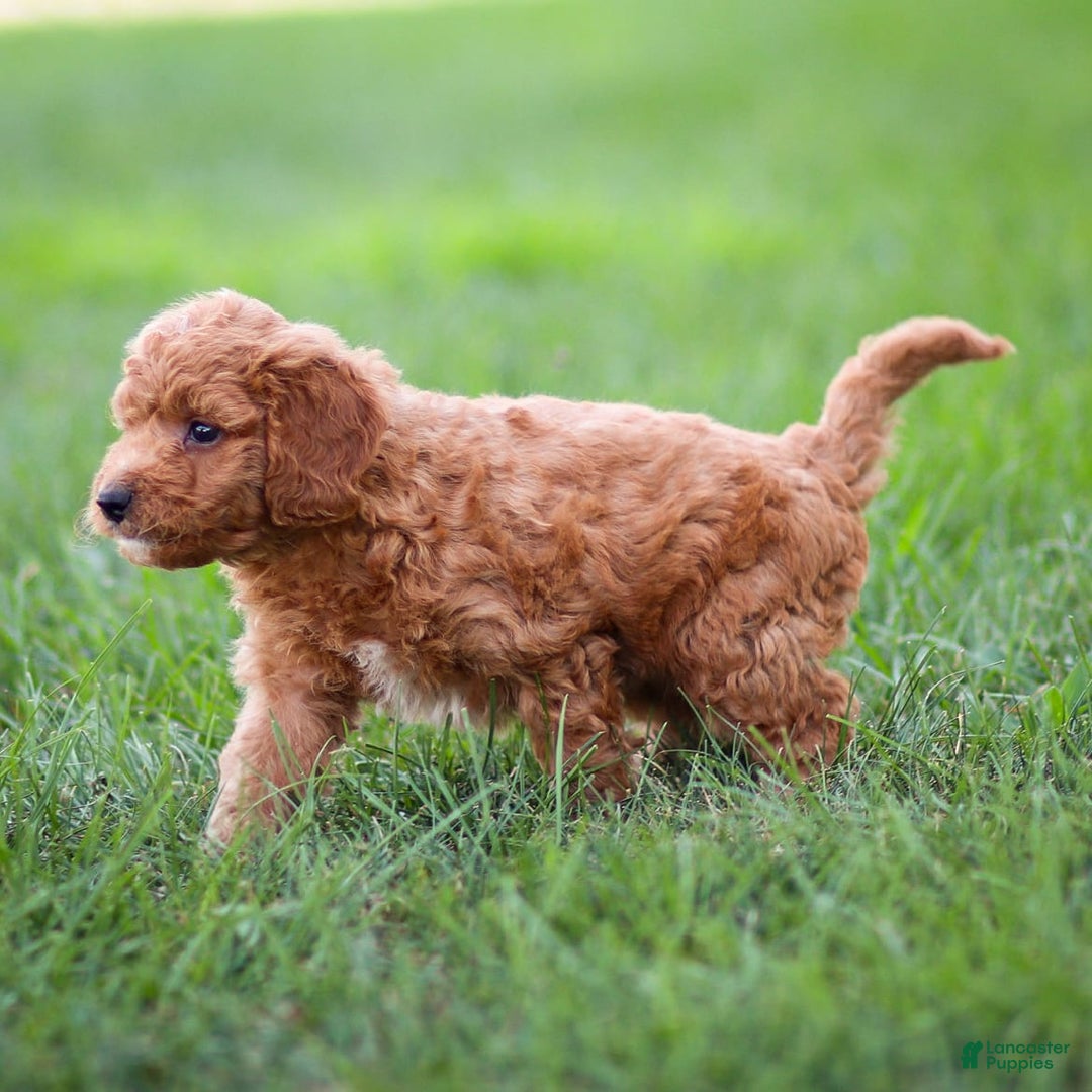 Goldendoodle dogs for sale: Oliver - Image 11