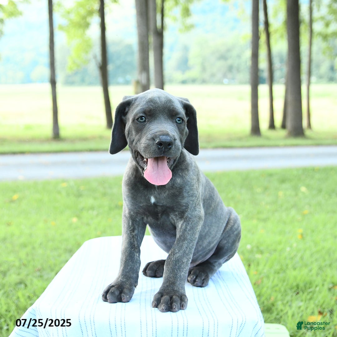 Cane Corso dogs for sale: Drake - Image 5