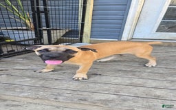 Cane Corso dogs for sale: Tiny - Image 4