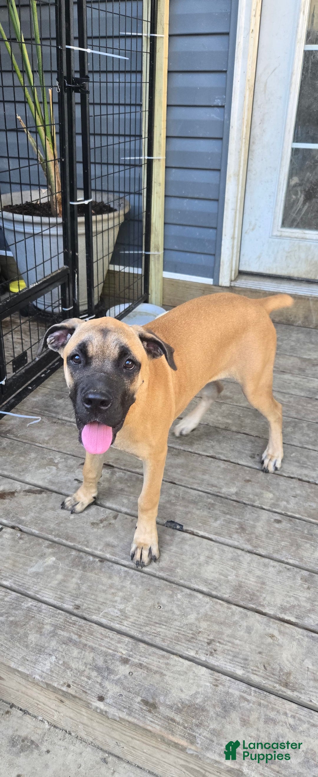 Cane Corso dogs for sale: Tiny - Image 4