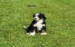 Bernedoodle dogs for sale: Jade 77814 - Image 1
