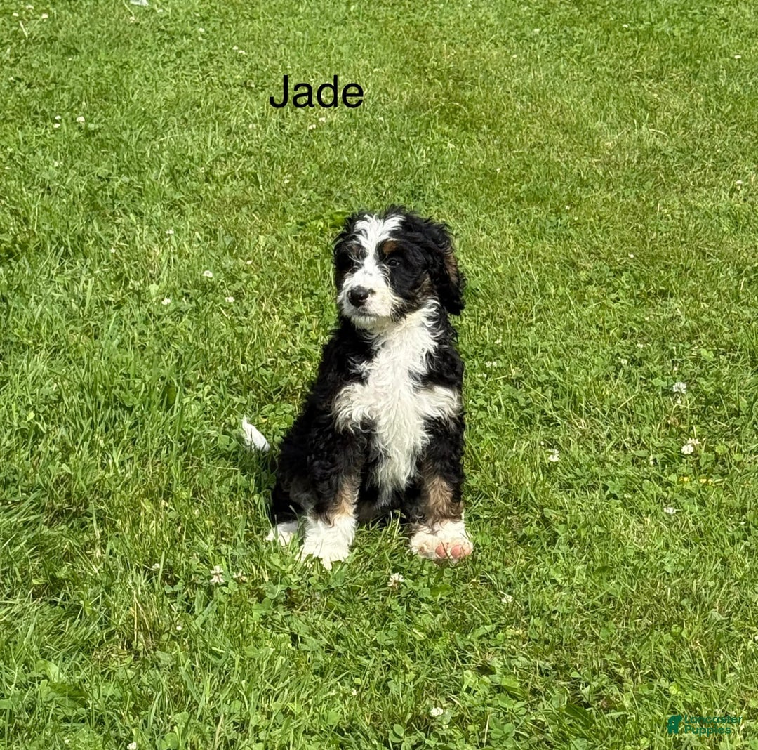 Bernedoodle dogs for sale: Jade 77814 - Image 1
